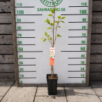Asimina trojlaločná - Banán severu PAW PAW (Asimina triloba) ´PRIMA 1216®´ - výška 80-100 cm, kont. C3L 